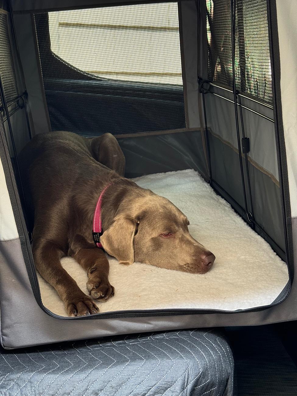 attention-r1t-dog-owners-i-may-have-created-the-perfect-dog-set-up-for