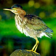 GreenHeron